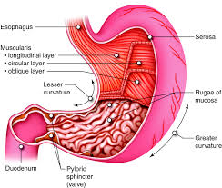 Acid Reflux